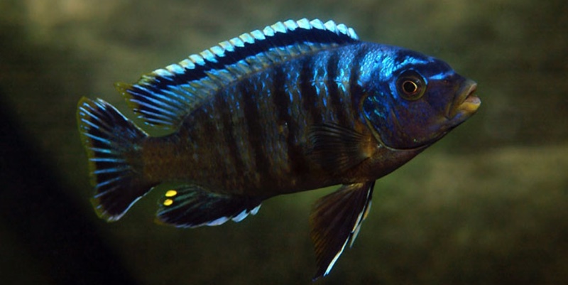 Petrotilapia sp. 'likoma barred' Taiwanee Reef